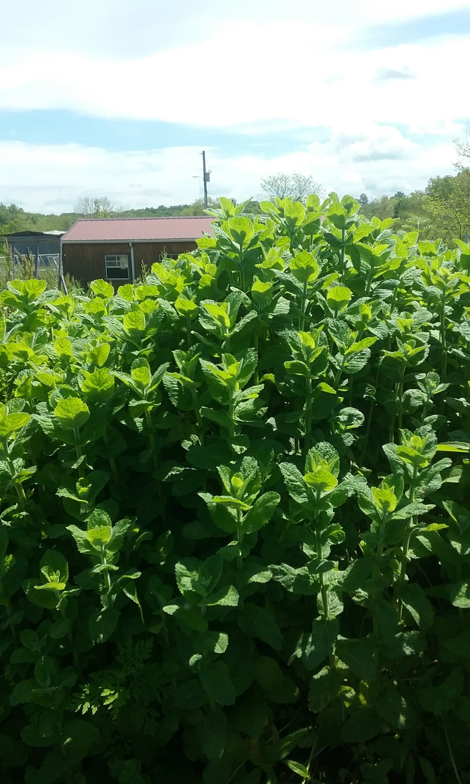 Growing and Using Mint — Fox Run Environmental Education Center